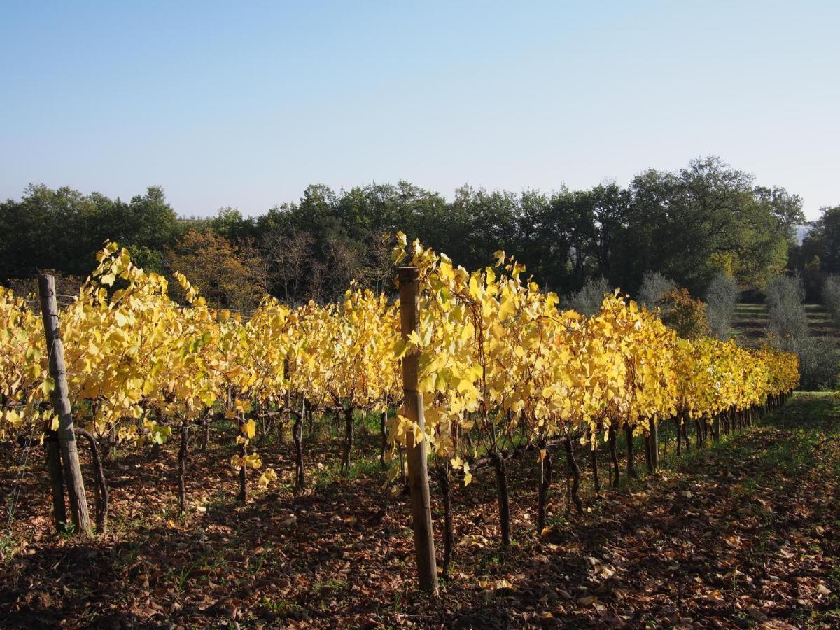 Agriturismo Poggiarellino - Montalcino Dış mekan fotoğraf
